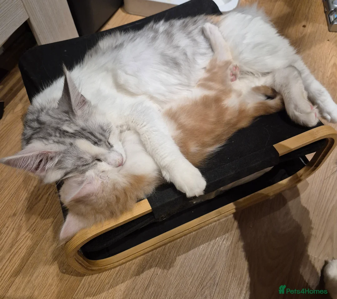 Maine Coon cats for sale: Maine Coon Floof - Advert 8