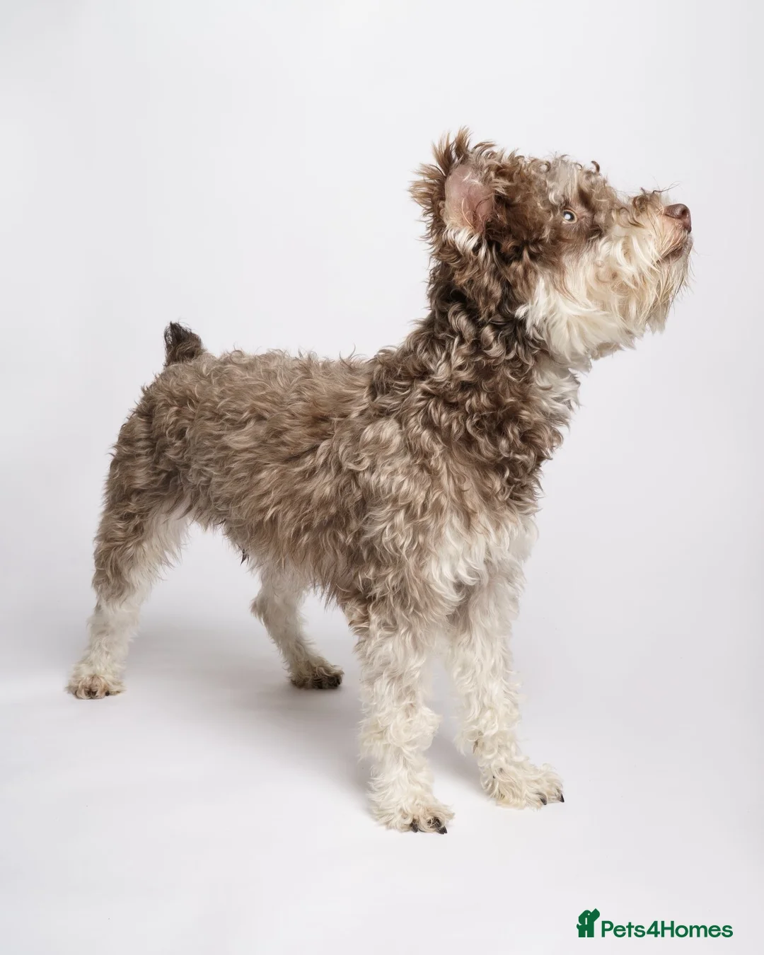 Miniature Schnauzer dogs for stud: Asian Miniature Schnauzer  - Advert 3