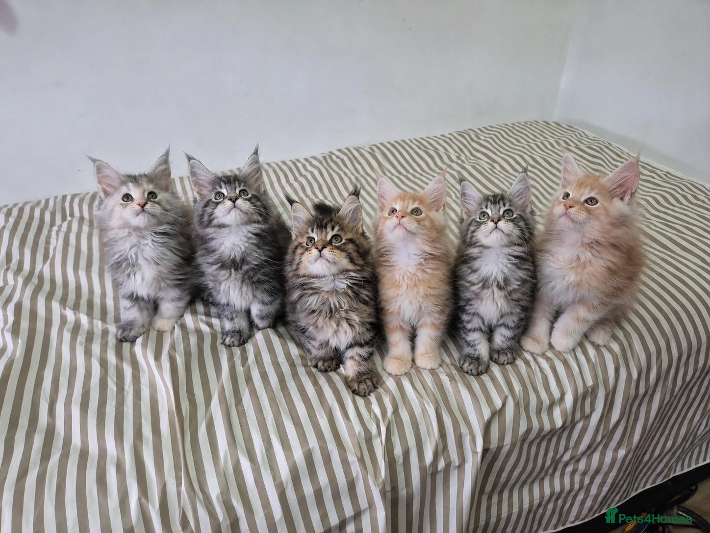 Maine Coon cats Pedigree gccf registered maine coon kittens - Advert 3