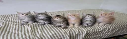 Maine Coon cats for sale: Pedigree gccf registered maine coon kittens - Advert 1
