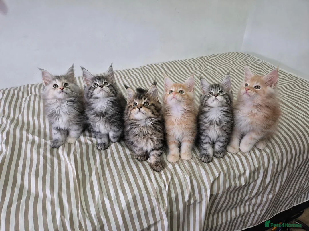 Maine Coon cats for sale: Pedigree gccf registered maine coon kittens - Advert 1