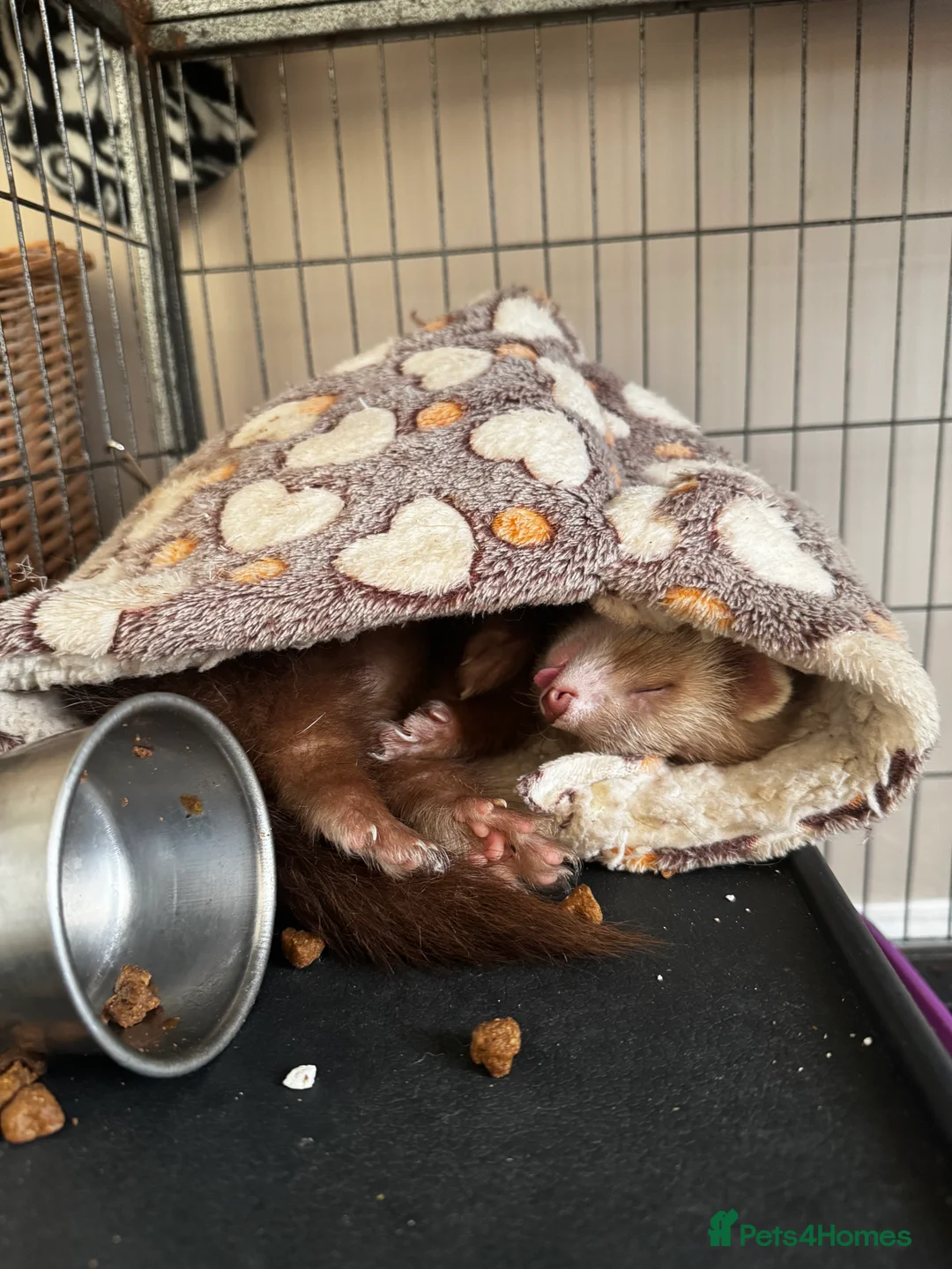 Ferret rodents for sale: Beautiful semi angora cinnamon ferret - Advert 10