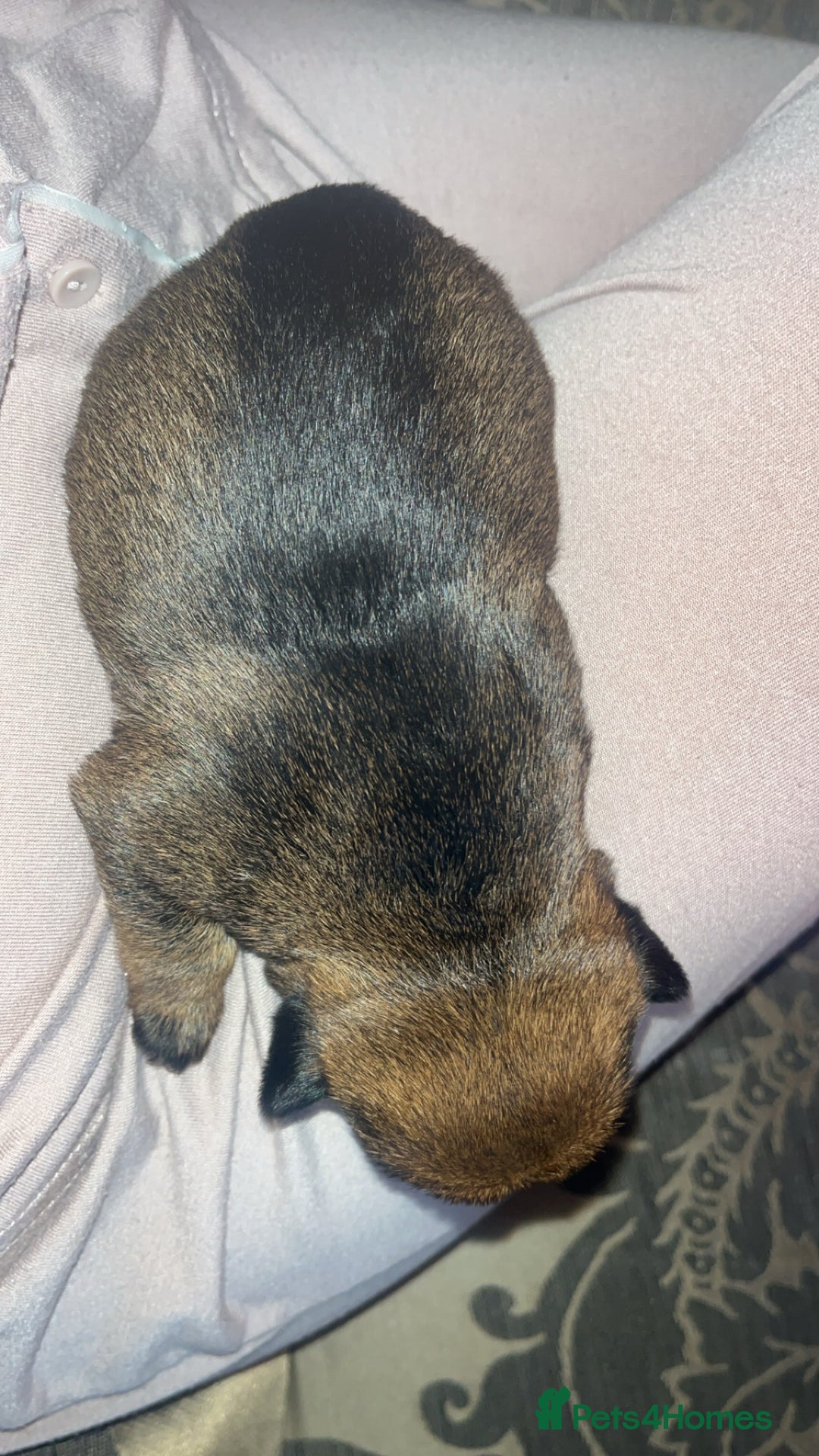 Border Terrier dogs for sale: Border Terrier Pup Family Man’s Best Friend - Advert 6