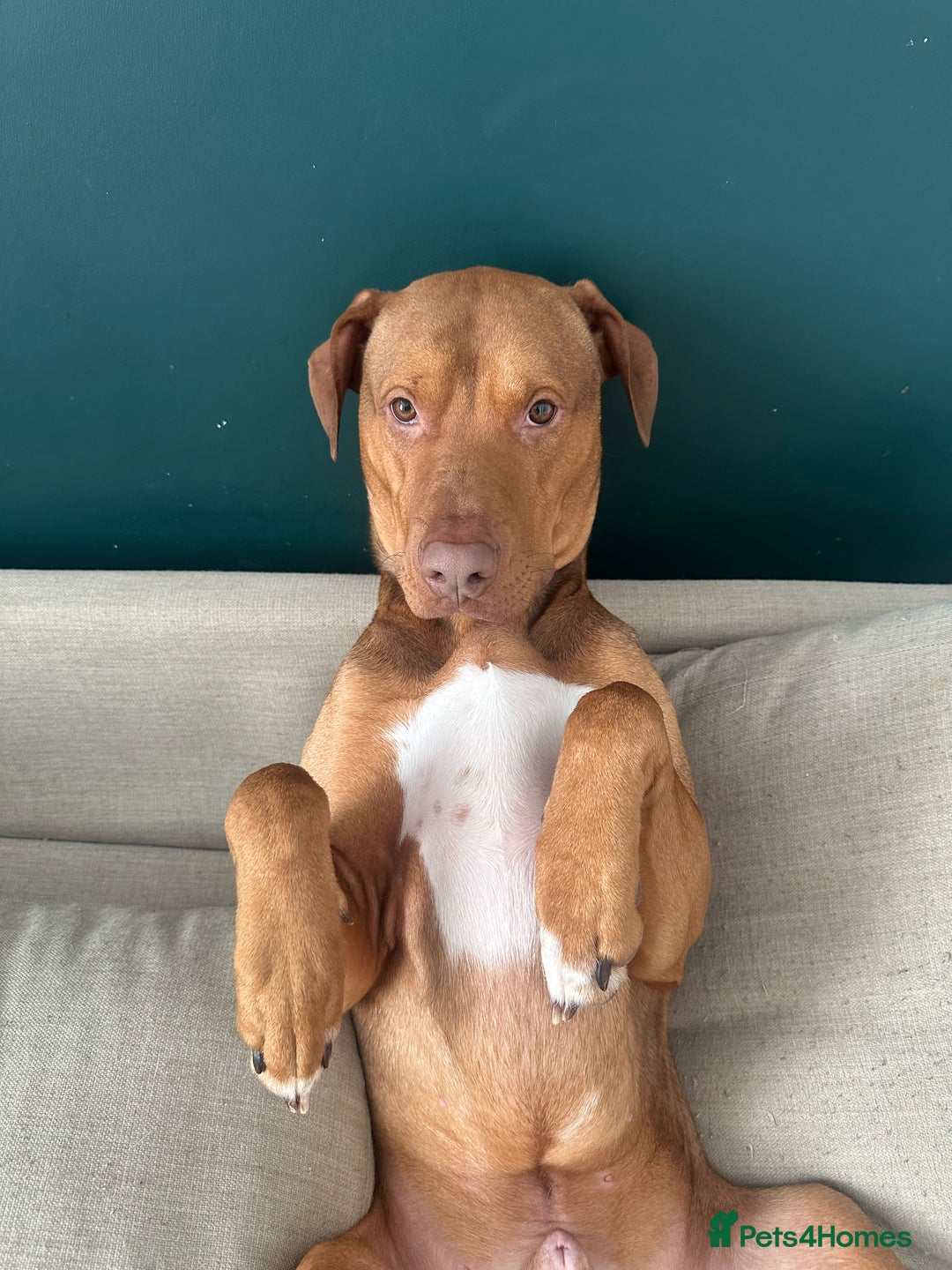 Mixed Breed dogs for sale: 2 Year Old Doberman cross American Bully - Advert 10