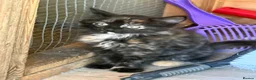 Mixed Breed cats for sale: One beautiful longhaired female kitten in Fordingbridge - Advert 3
