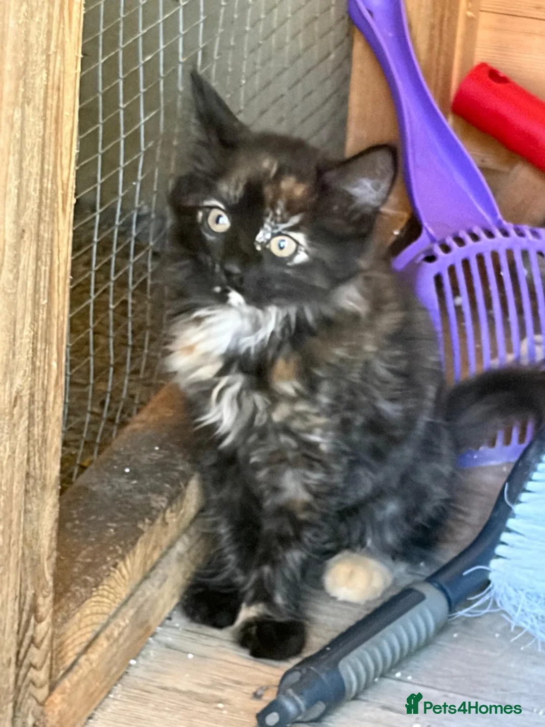 Mixed Breed cats for sale: One beautiful longhaired female kitten in Fordingbridge - Advert 3