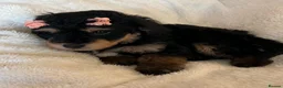 Cavapoo dogs for sale: Curly Toy Cavapoo’s from health tested parents - Advert 28