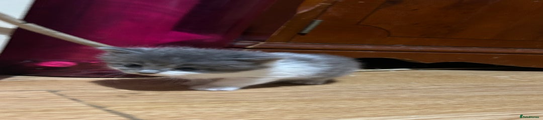 Mixed Breed Kitten 3