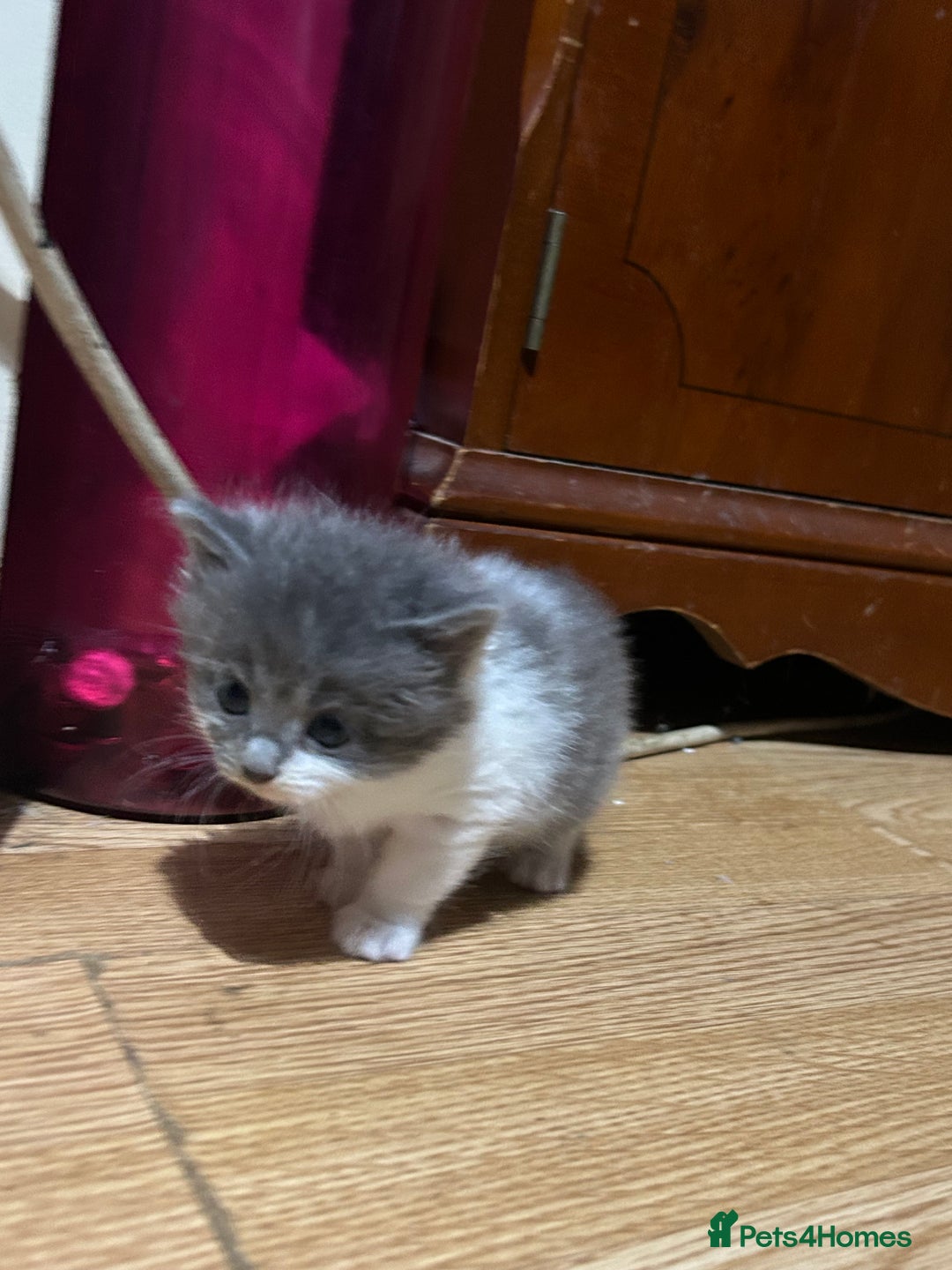 Mixed Breed cats for sale: Fluffy kittens ready soon  - Image 11