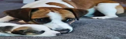Jack Russell dogs for stud: Male JRT for stud - Advert 1