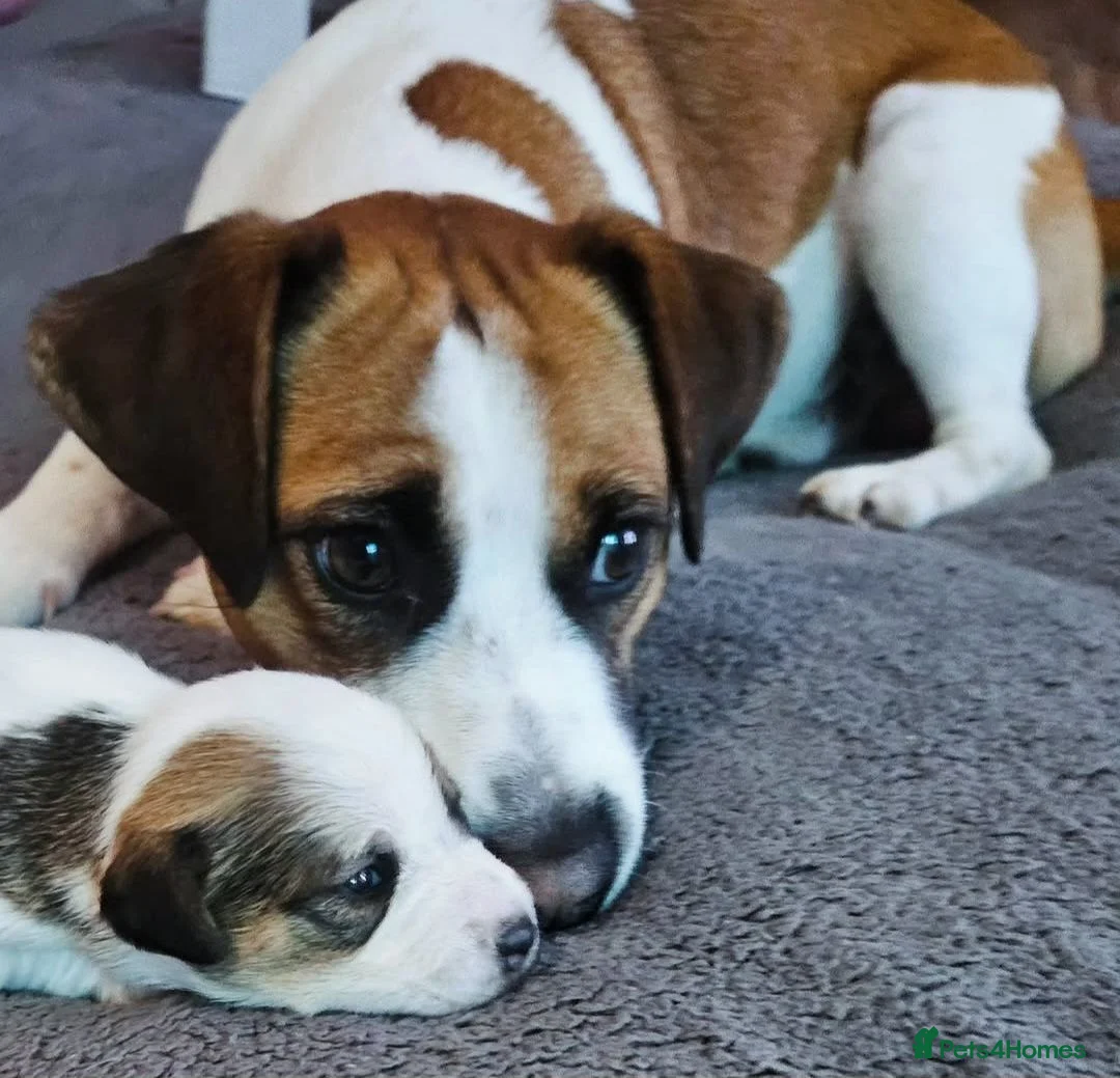 Jack Russell dogs for stud: Male JRT for stud - Advert 1