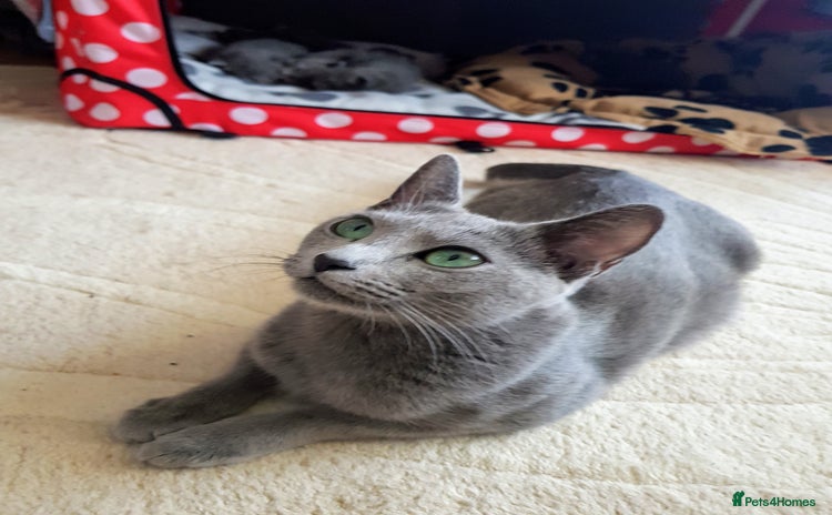 Russian Blue cats - Advert 1