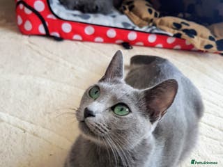 Russian Blue cats **TICA full pedigree Russian Blue kittens - Advert 1