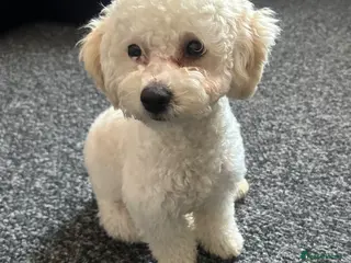 Poochon dogs Rikoo - Advert 2