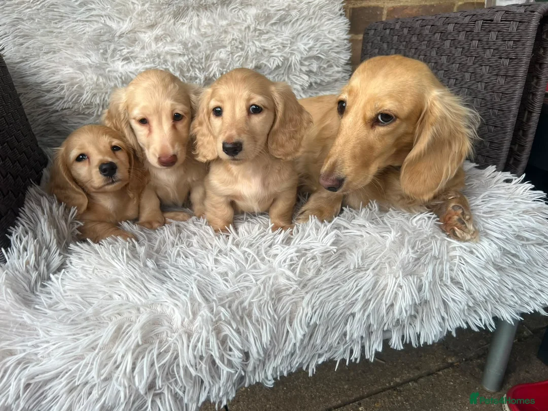 Miniature Dachshund dogs for sale: Longhaired miniature dachshund  - Advert 1