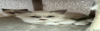 Siberian Neva Masquerade Kitten 1