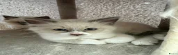 Neva Masquerade cats for sale: Adorable Siberian Neva masquerade kittens for sale in Southport - Advert 3