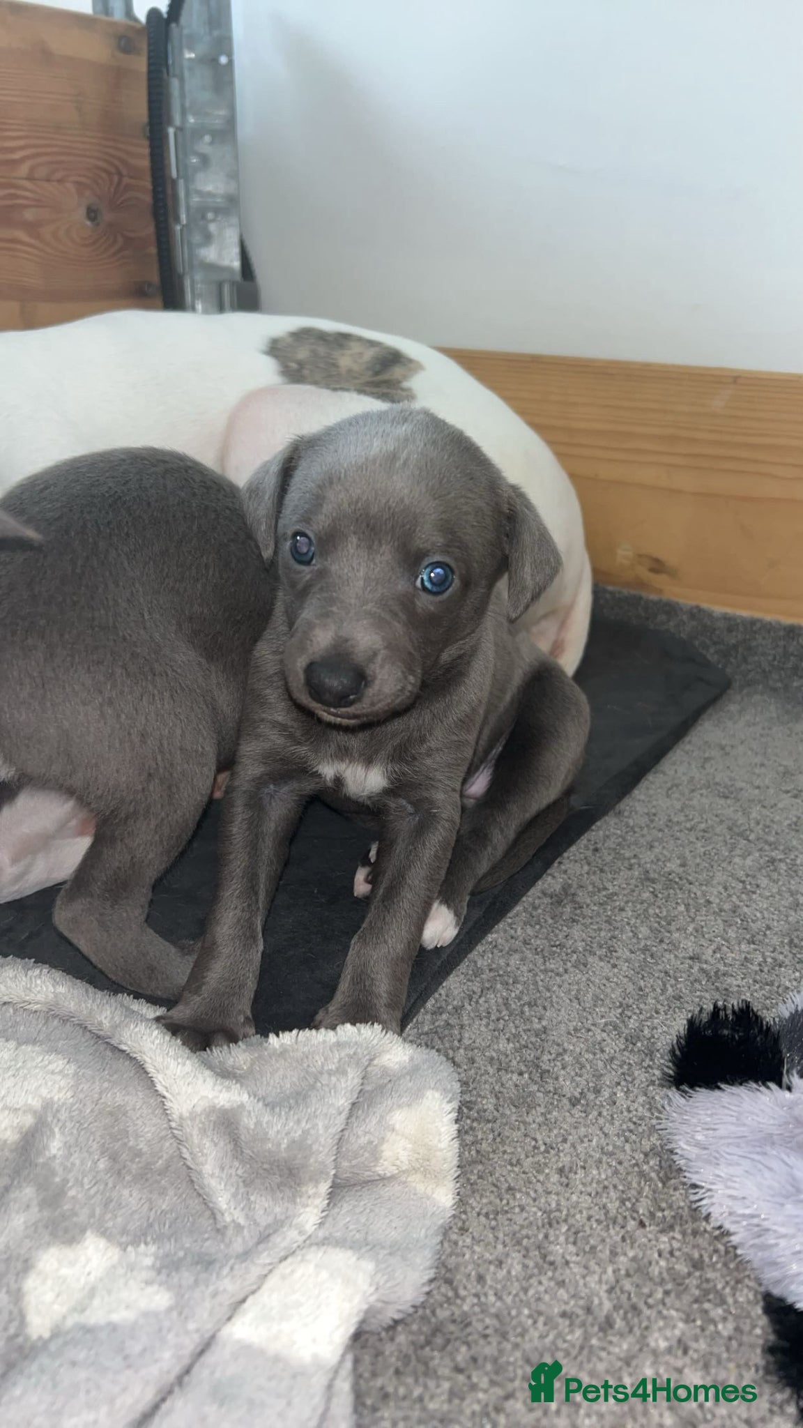 Whippet dogs Stunning kc whippet puppy’s  - Advert 1