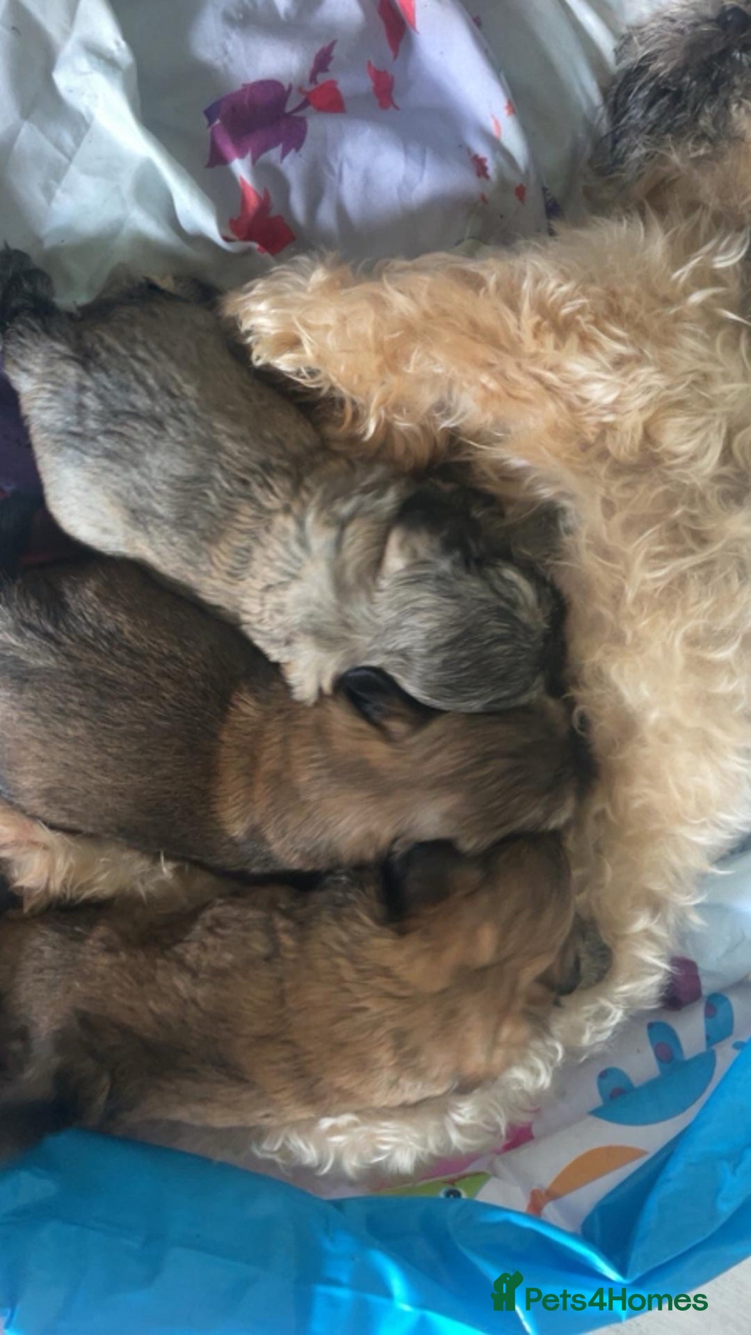 Shih Tzu dogs for sale: Stunning shih tzu puppies - Image 10