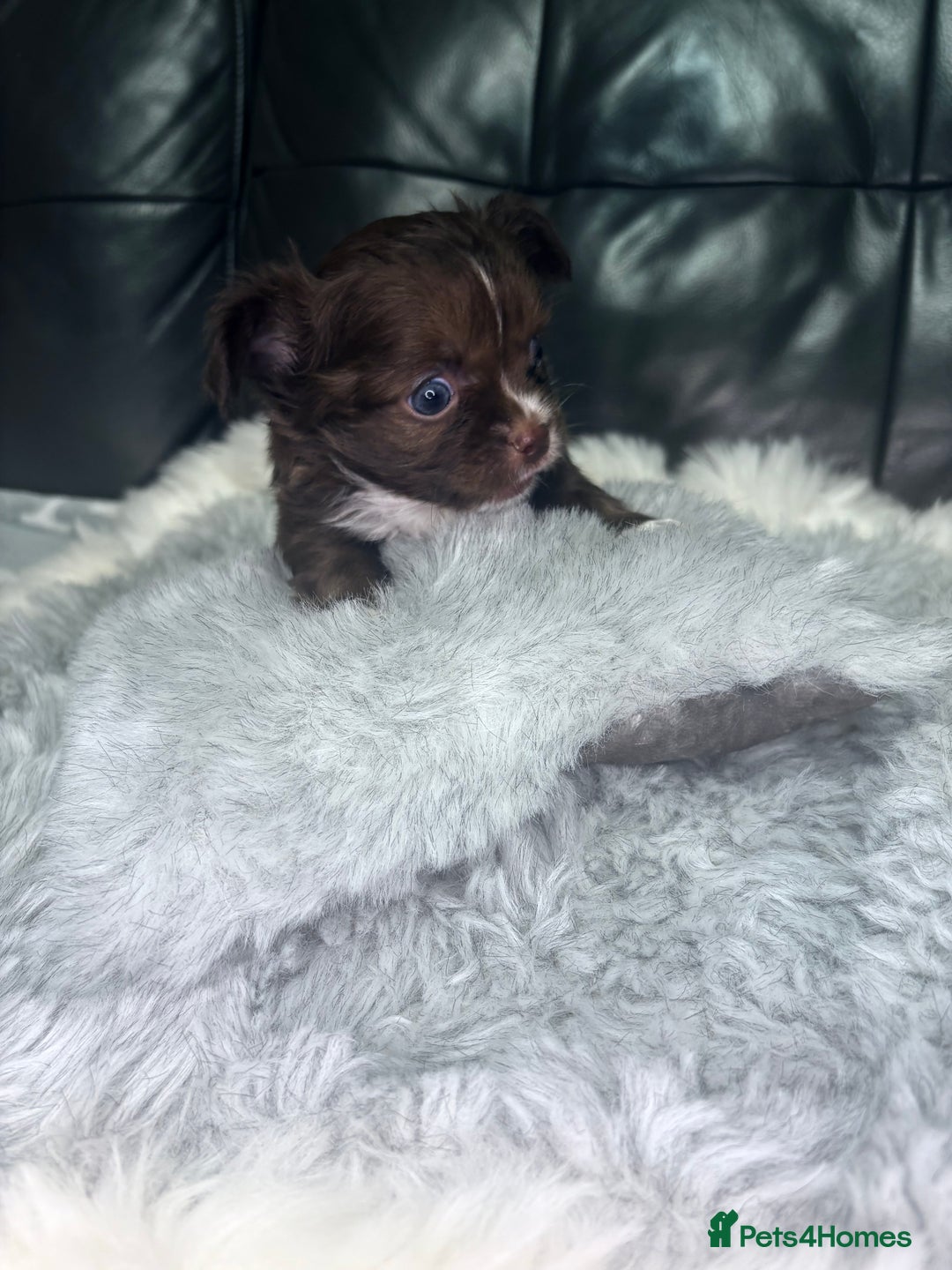Chihuahua dogs for sale: Stunning tiny Chihuahua puppy’s male female  - Advert 6