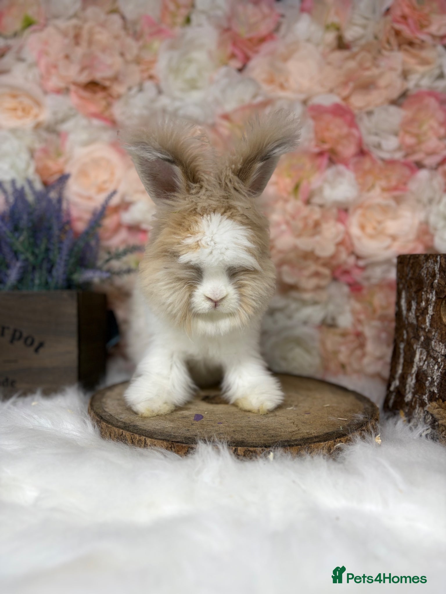 Angora rabbits for sale: 🌟 PUREBRED ENGLISH ANGORAS 🌟 - Advert 2