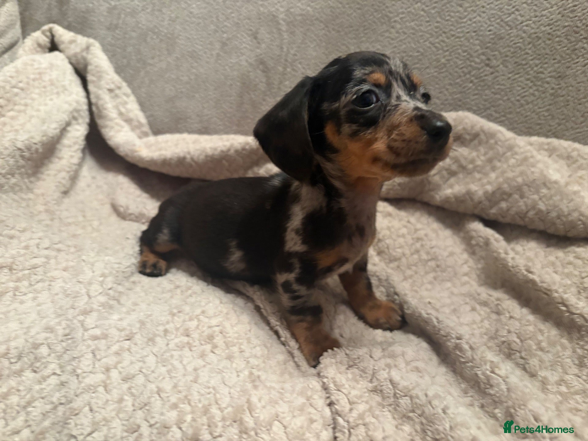 Miniature Dachshund dogs for sale: Beautiful PRA clear boys  - Advert 22