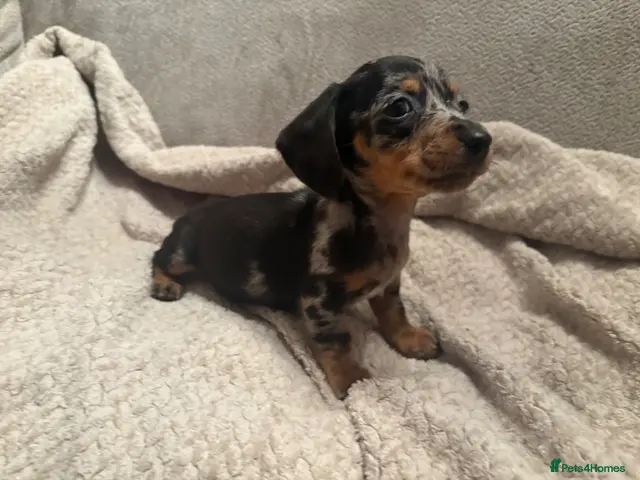 Miniature Dachshund dogs for sale: Beautiful PRA clear boys - Advert 22