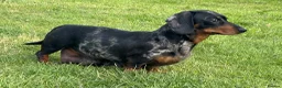 Miniature Dachshund dogs for sale: KC Miniature Dachshund Puppies For Sale - Advert 10