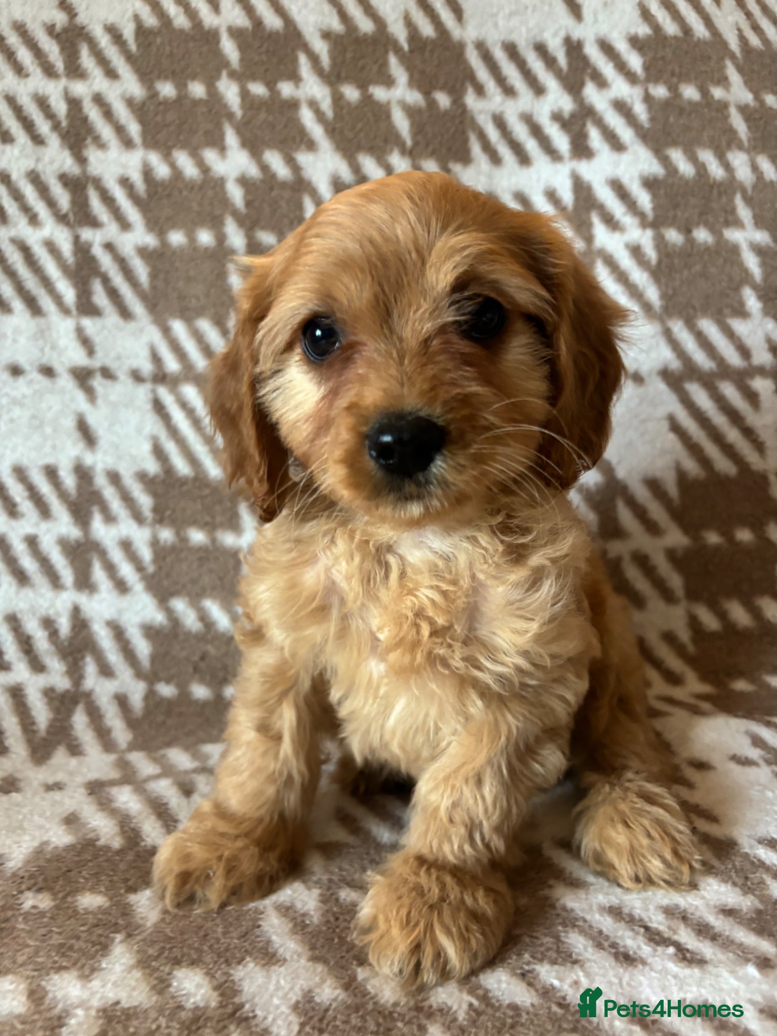 Cavapoo dogs F1 health tested Cavapoos unique merles/red/blacks - Advert 5