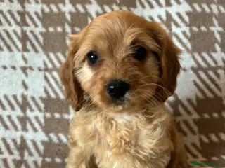 Cavapoo dogs F1 health tested Cavapoos unique merles/red/blacks - Advert 5