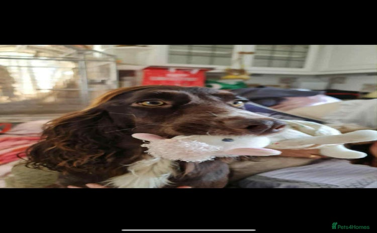 Cocker Spaniel dogs - Advert 1