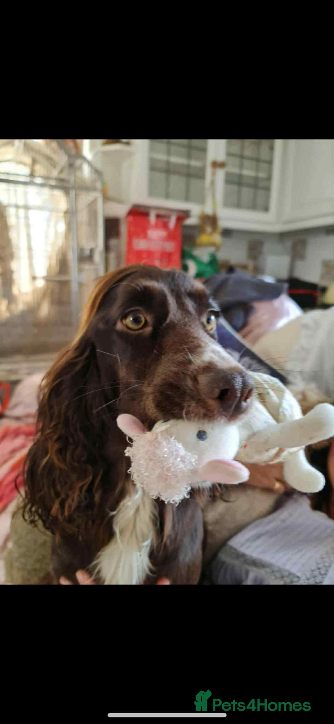 Cocker Spaniel dogs for sale: Adorable cocker spaniel puppy’s  - Image 1