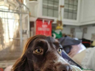 Cocker Spaniel dogs for sale - Advert 1