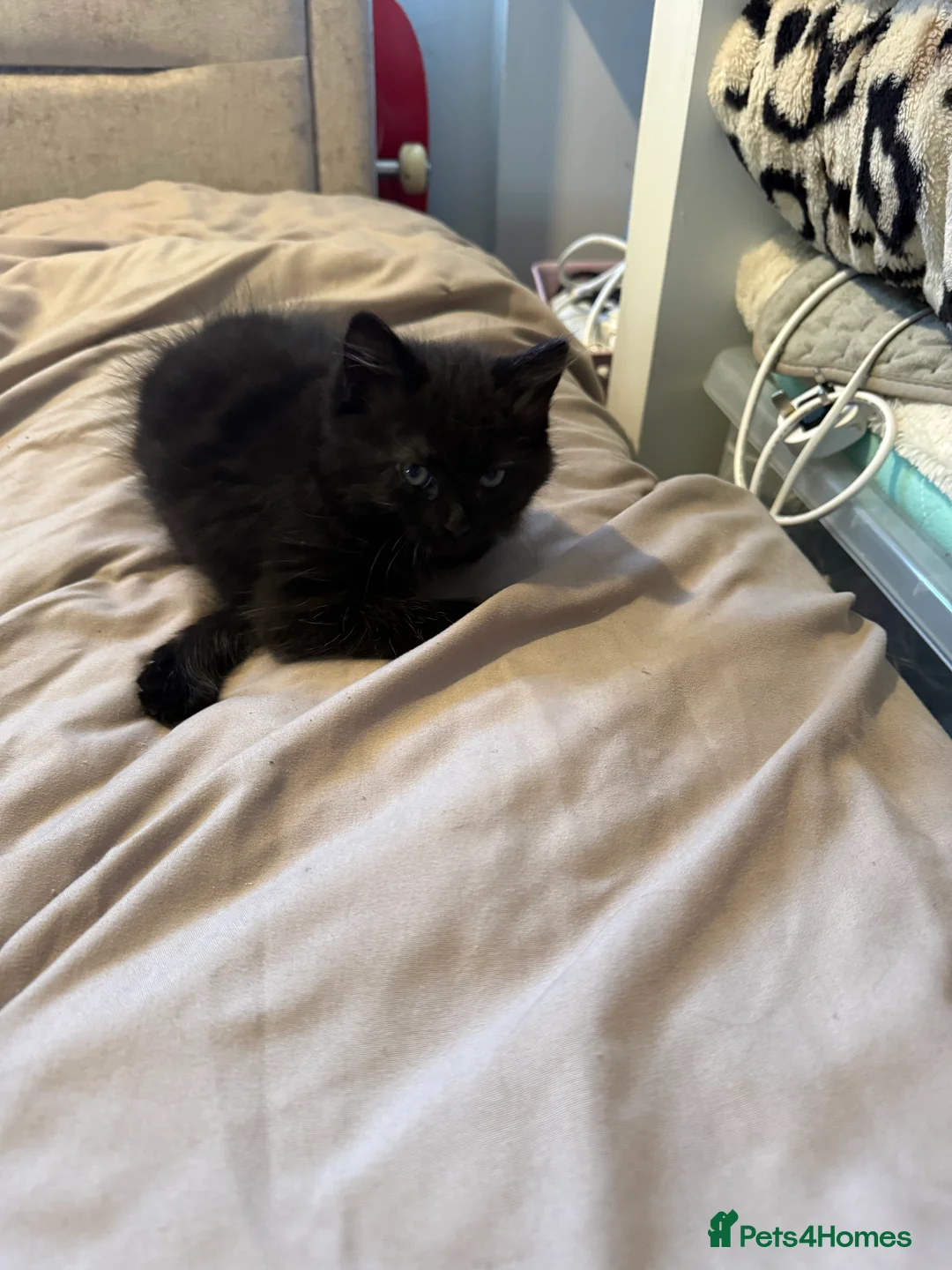 Domestic Shorthair cats for sale: Gorgeous Kittens 4 girls 1 boy - Advert 13