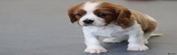 Cavalier King Charles Spaniel dogs for sale: Cavalier King Charles Puppies for sale - Advert 4