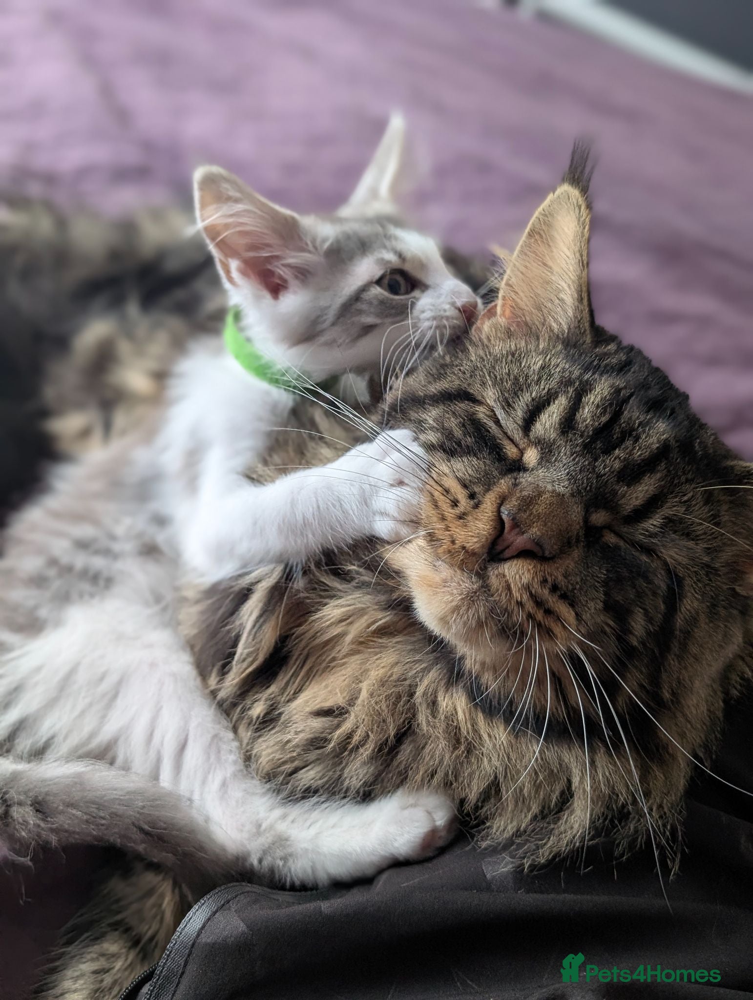 Maine Coon cats Pure Blood Maine Coons  - Advert 1