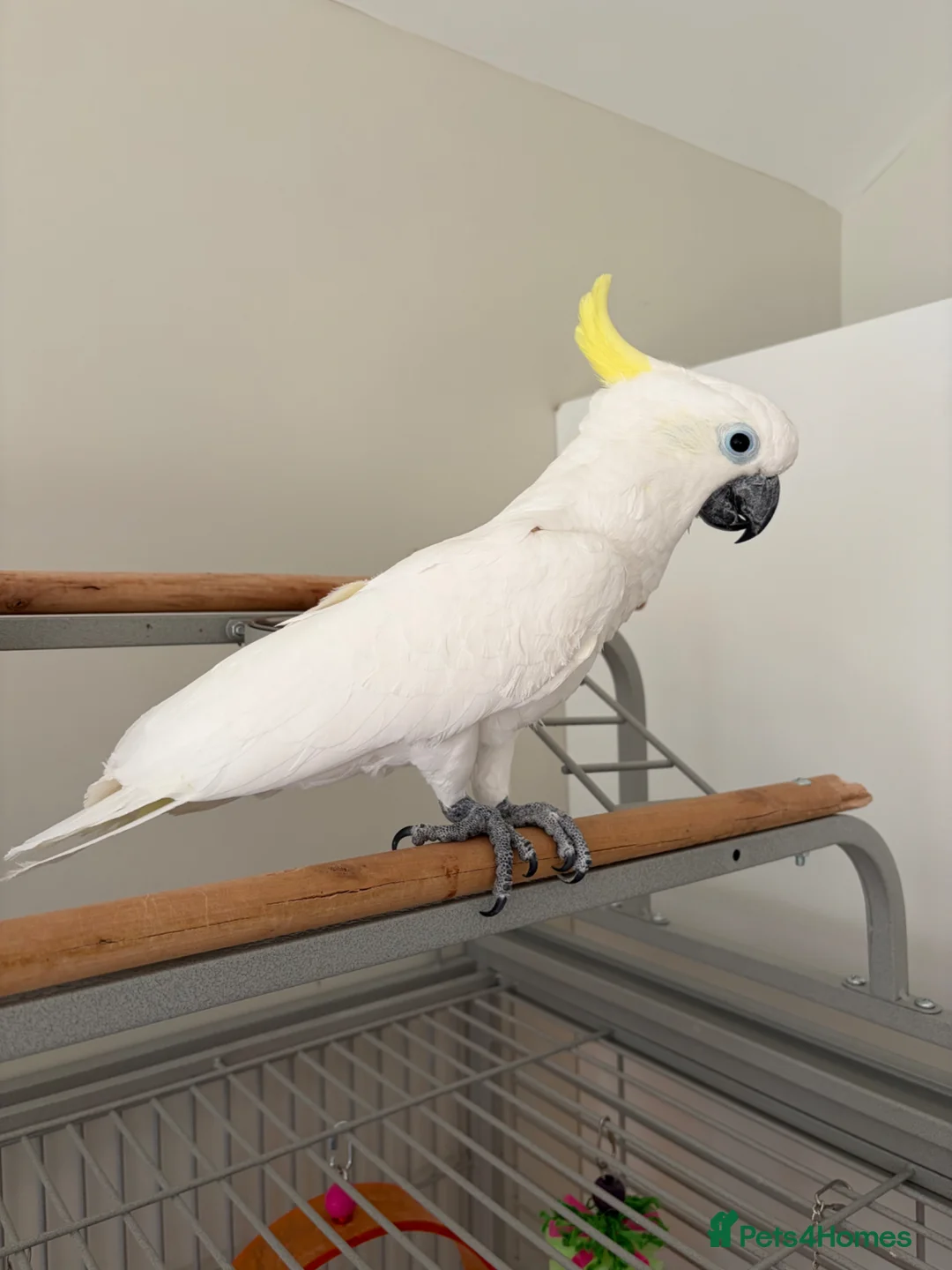 Cockatoo birds for sale: Sulphur crested cockatoo  - Advert 2