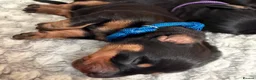 Dachshund dogs for sale: 3 Beautiful Females left - Advert 4