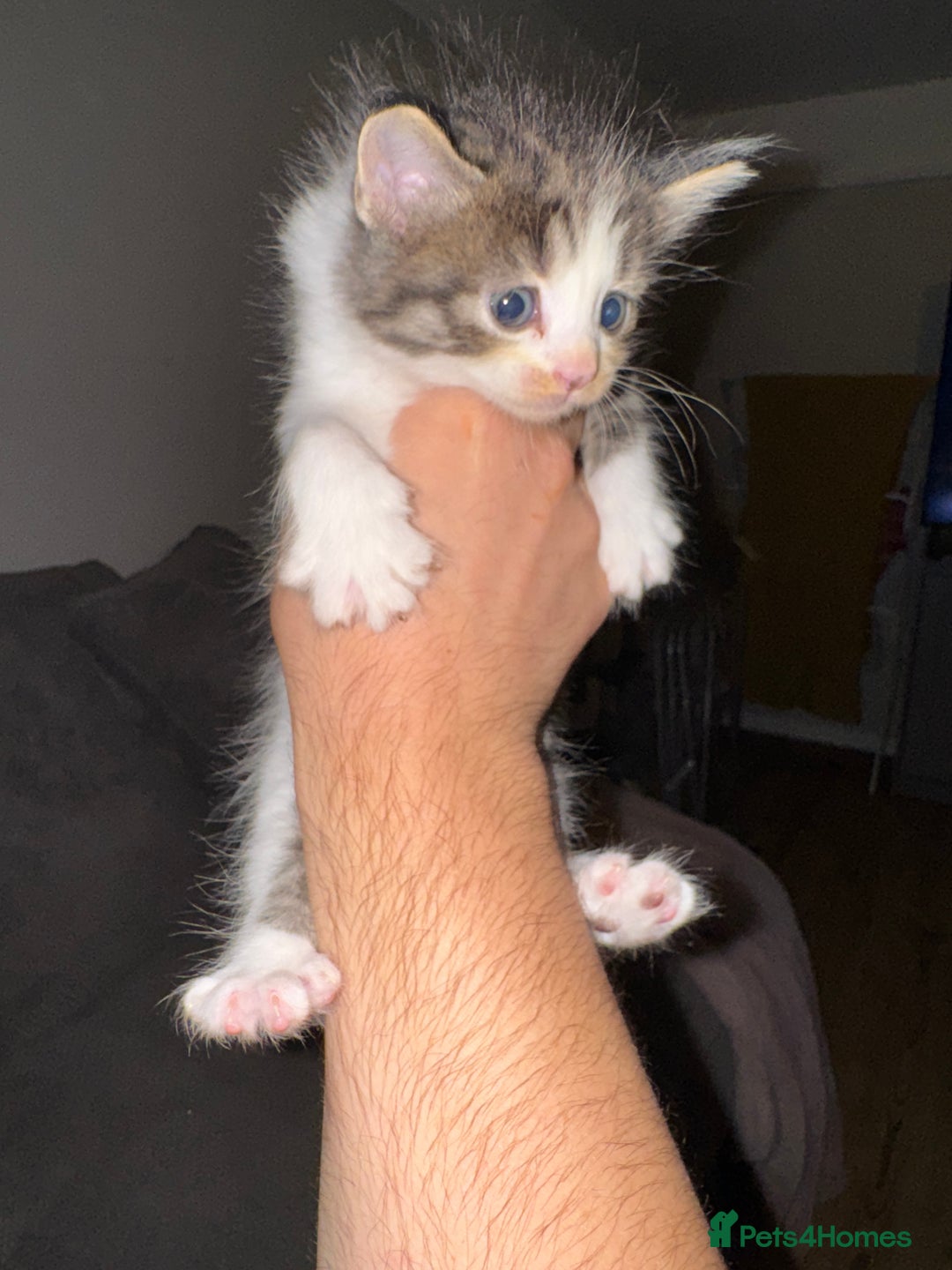British Shorthair cats for sale: 3 x adorable kittens  - Image 8