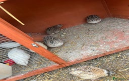 Quail poultry for sale: Coturnix quail for sale - Image 3