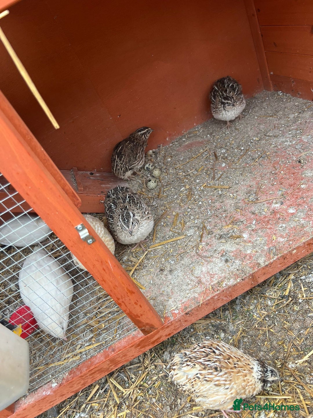 Quail poultry for sale: Coturnix quail for sale - Image 3