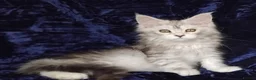 Maine Coon cats for sale: Pure Maine Coons Kittens For Sale - Advert 6