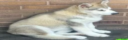 Alaskan Malamute dogs for sale: 2 females and 2 males left - Advert 24