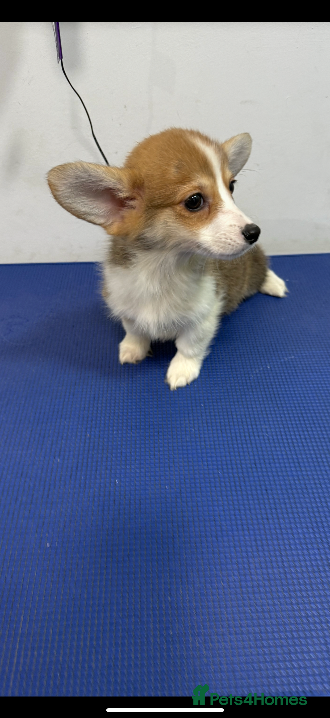 Welsh Corgi Pembroke dogs for sale: Kc reg Pembroke 1 boy left beautiful markings 💙 - Advert 25