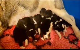 Akita dogs for sale: Beautiful Akita puppies - Image 3