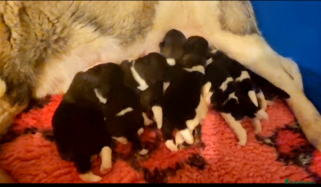 Akita dogs for sale: Beautiful Akita puppies - Image 3