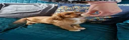 Cavalier King Charles Spaniel dogs for sale: KC reg health tested Cavalier King Charles puppies - Advert 2