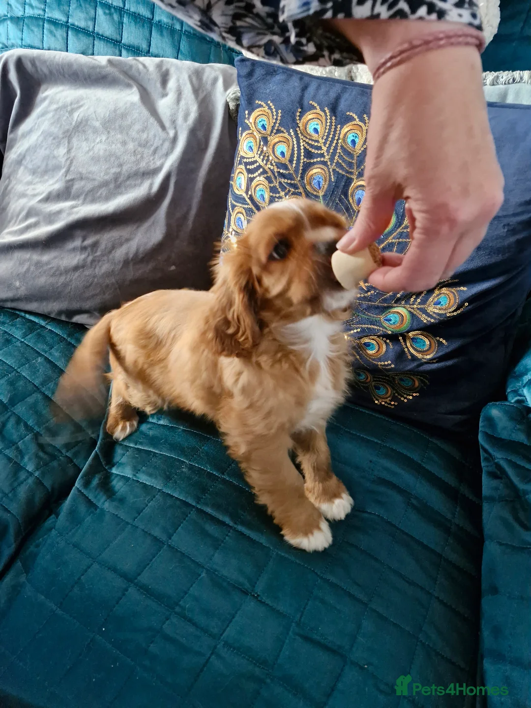 Cavalier King Charles Spaniel dogs for sale: KC reg health tested Cavalier King Charles puppies - Advert 2