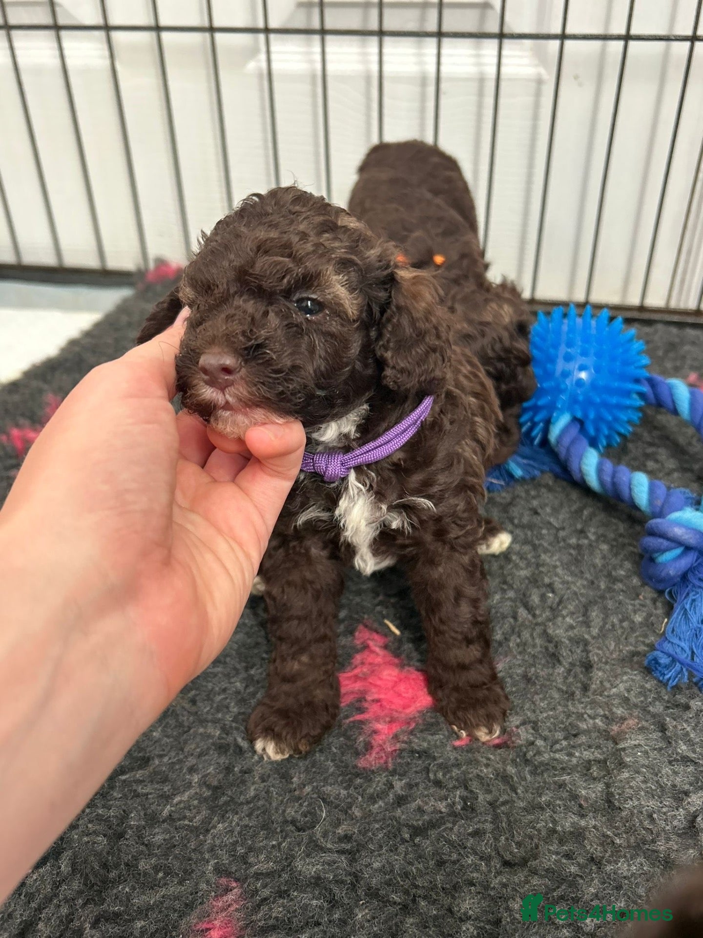 Toy Poodle dogs Chocolate Toy Poodle  - Advert 2