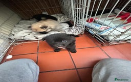 Mixed Breed dogs for sale: 4 puppies left  - Image 7